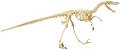 EDU-37360 Skin n Bones Velociraptor Model
